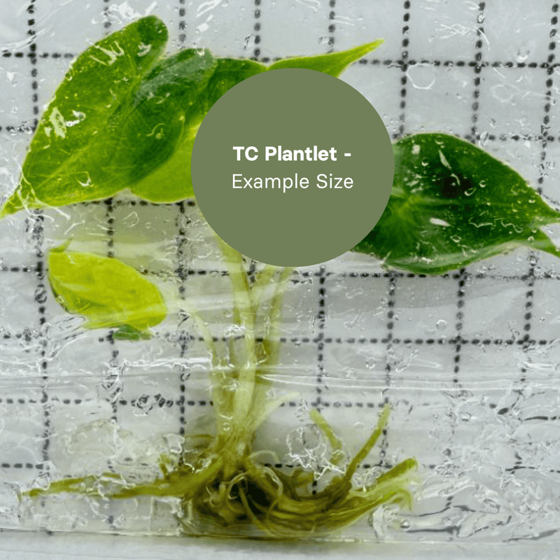 Alocasia Sarian Aurea (TC Plantlet) - Preorder Plants GrowTropicals