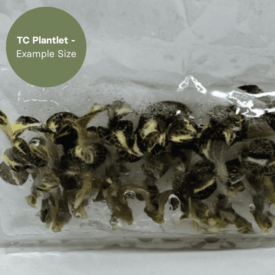Anoectochillus Silver Silk Variegated (TC Plantlet) - Preorder Plants GrowTropicals