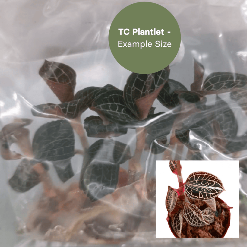 Anoectochillus roxburghii 'Gold Heart' (TC Plantlet) - Preorder Plants GrowTropicals