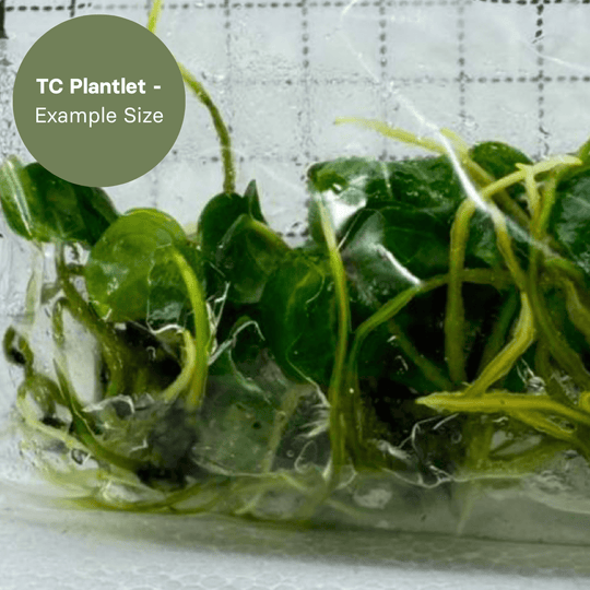 Anthurium Wonderboy x Michelle (TC Plantlet) - Preorder Plants GrowTropicals