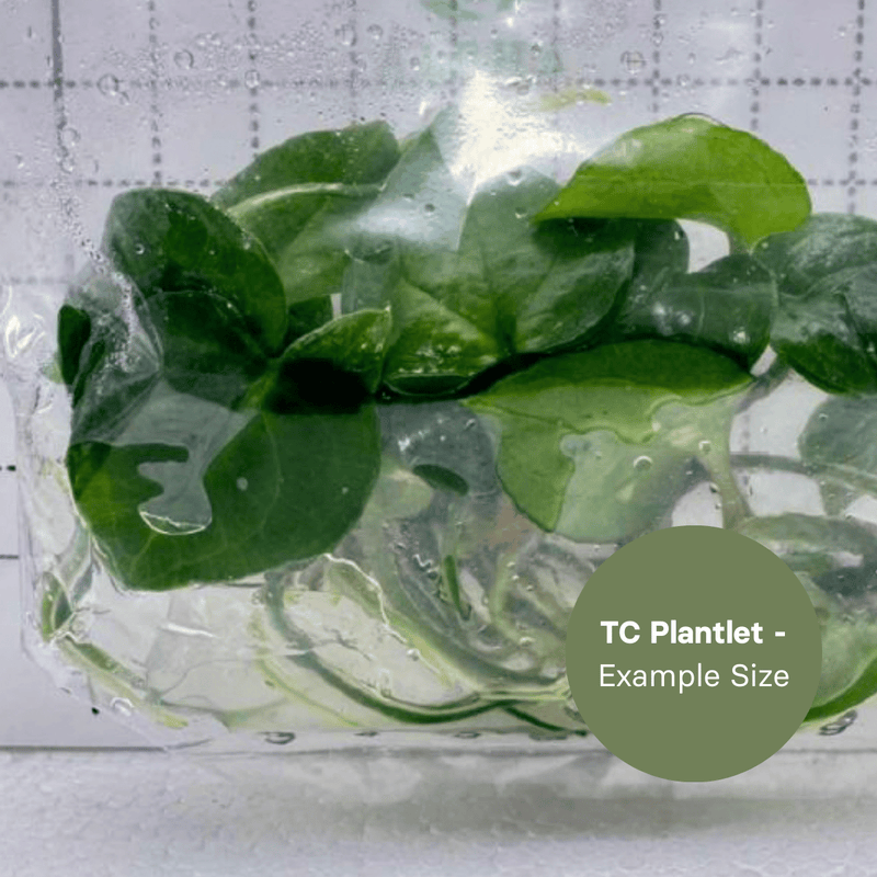 Anthurium Clarinervium x Dorayaki (TC Plantlet) - Preorder Plants GrowTropicals