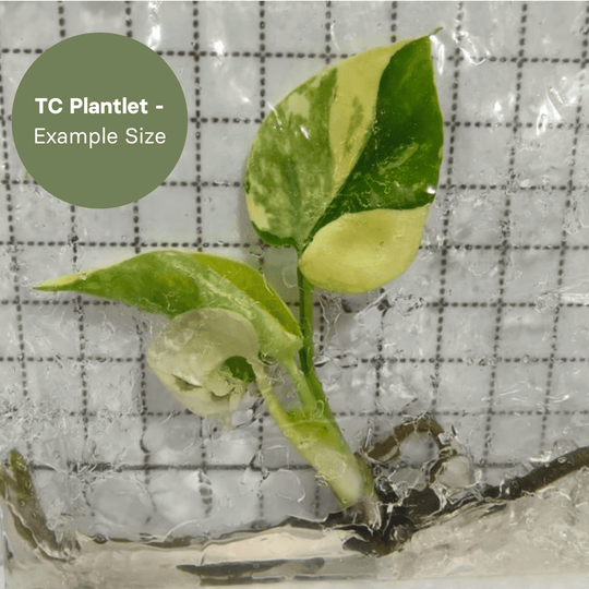 Monstera Lemon Pom Pom (TC Plantlet) - Preorder Plants GrowTropicals