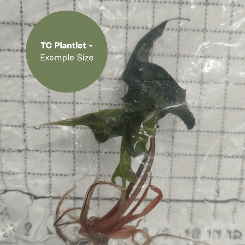 Alocasia amazonica Mutation (TC Plantlet) - Preorder Plants GrowTropicals