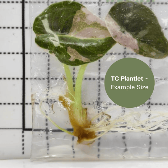 Alocasia Cuprea Pink (TC Plantlet) - Preorder Plants GrowTropicals