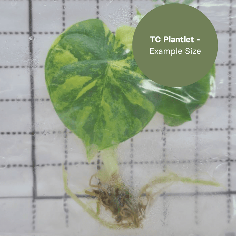 Alocasia Sinuata Aurea (TC Plantlet) - Preorder Plants GrowTropicals