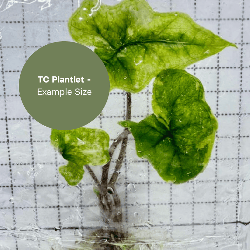 Alocasia Jacklyn Variegated (TC Plantlet) - Preorder Plants GrowTropicals