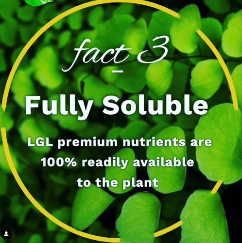 Liquid Gold Leaf Plant Fertiliser Plant Food and Nutrients Liquid Gold Leaf