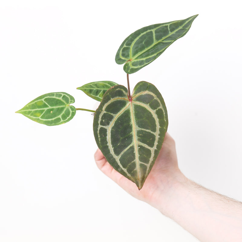 DocBlock Anthurium Brown Derby '29' x Brown Derby '29' by DocBlock® Plants DocBlock