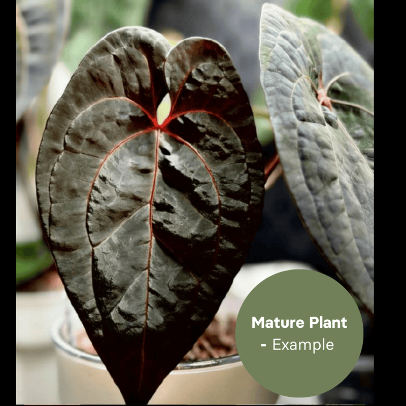 Anthurium Dressleri x Dark Phoenix (TC Plantlet) - Preorder — TC Plant