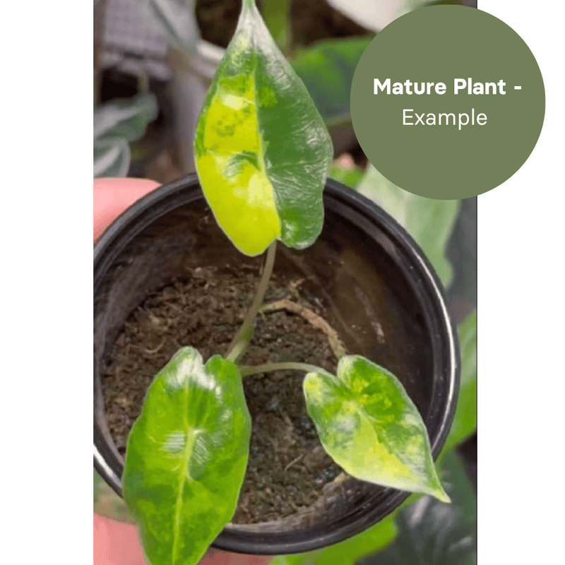 Alocasia Sarian Aurea (TC Plantlet) - Preorder — TC Plant
