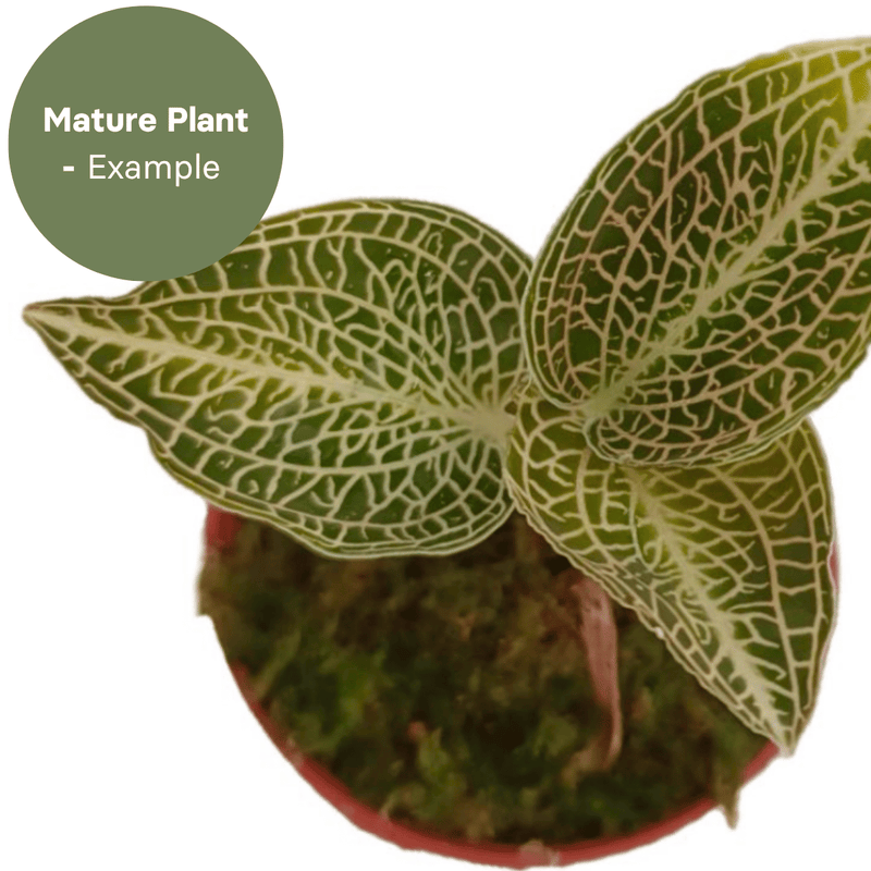 Anoectochillus hybrid 'Emerald Gold Variegated' (TC Plantlet) - Preorder — TC Plant