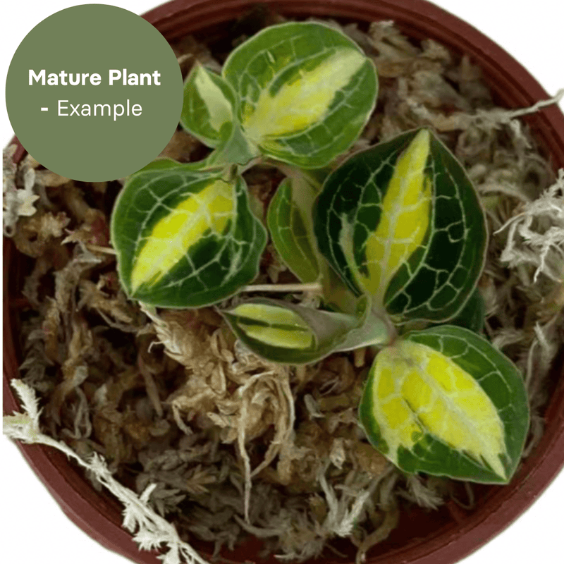 Anoectochillus Silver Silk Variegated (TC Plantlet) - Preorder — TC Plant