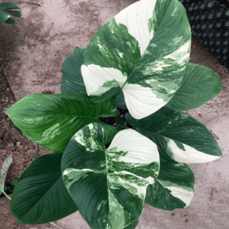 Homalomena Rubescens Albo (TC Plantlet) - Preorder — TC Plant