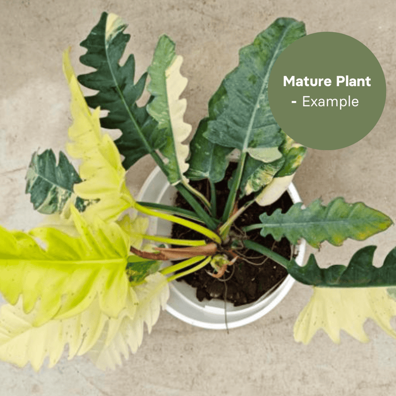 Philodendron Narrow Crystal (TC Plantlet) - Preorder — TC Plant