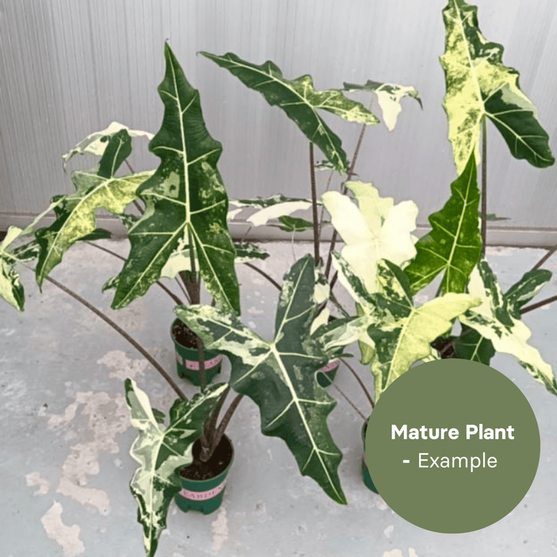 Alocasia Sarian albo (TC Plantlet) - Preorder — TC Plant
