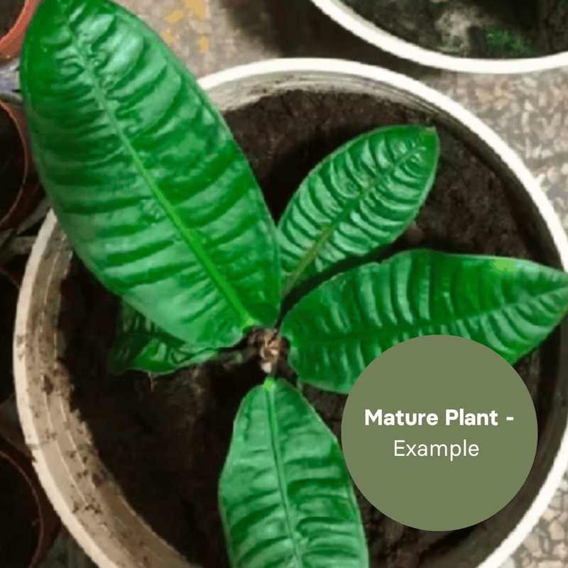 Anthurium Reflexinervium (TC Plantlet) - Preorder — TC Plant