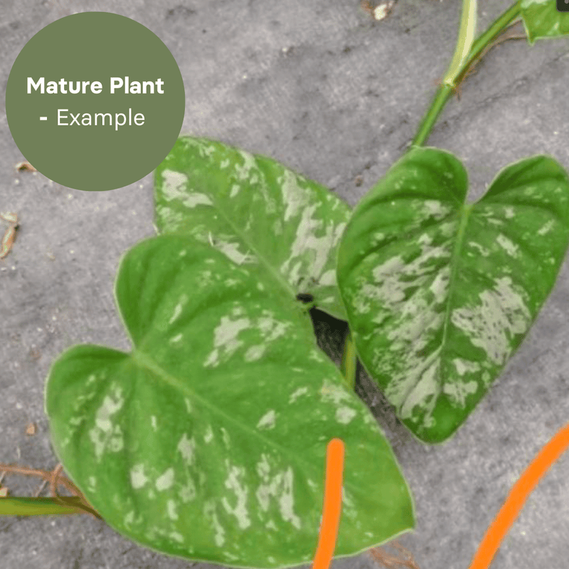 Philodendron Brandtianum x sp. Colombia Variegated (TC Plantlet) - Preorder — TC Plant