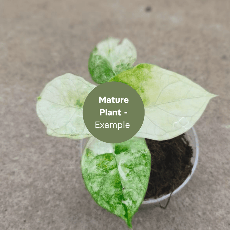 Alocasia Aegis Variegated (TC Plantlet) - Preorder — TC Plant