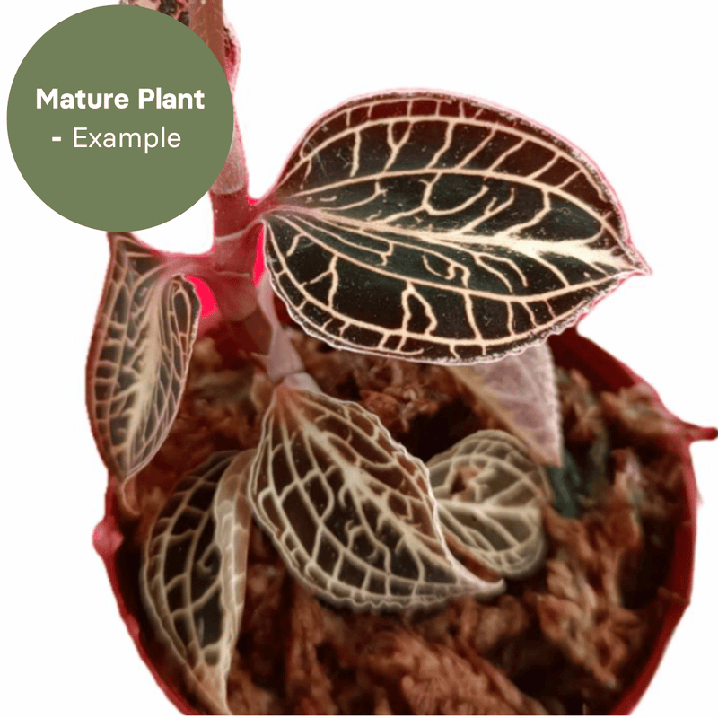 Anoectochillus roxburghii 'Gold Heart' (TC Plantlet) - Preorder — TC Plant