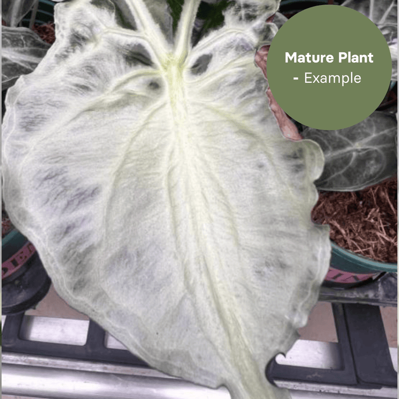 Alocasia Venom (TC Plantlet) - Preorder — TC Plant