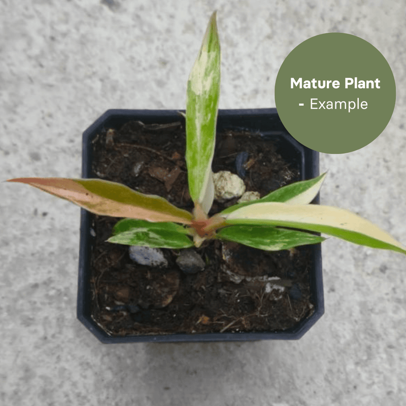 Philodendron Tortum Variegated (TC Plantlet) - Preorder — TC Plant