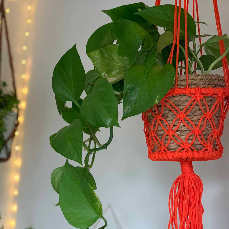 Bright Macrame Plant Hanger: Blue Plant Hangers Siesta