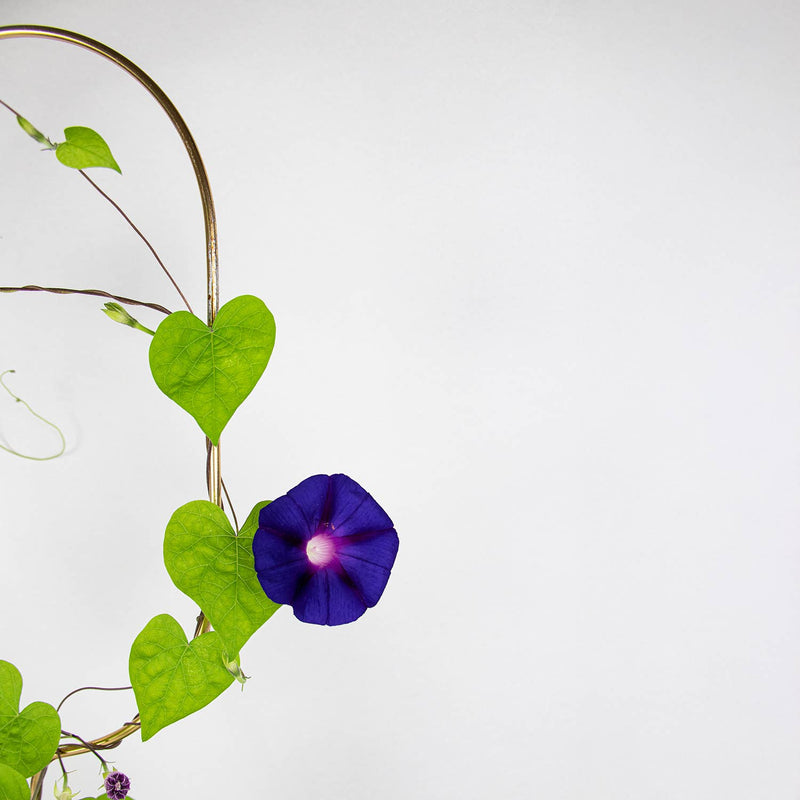 Golden Plant Stake – Arch Plant Support Botanopia - gifts , decor and cards for plant lovers