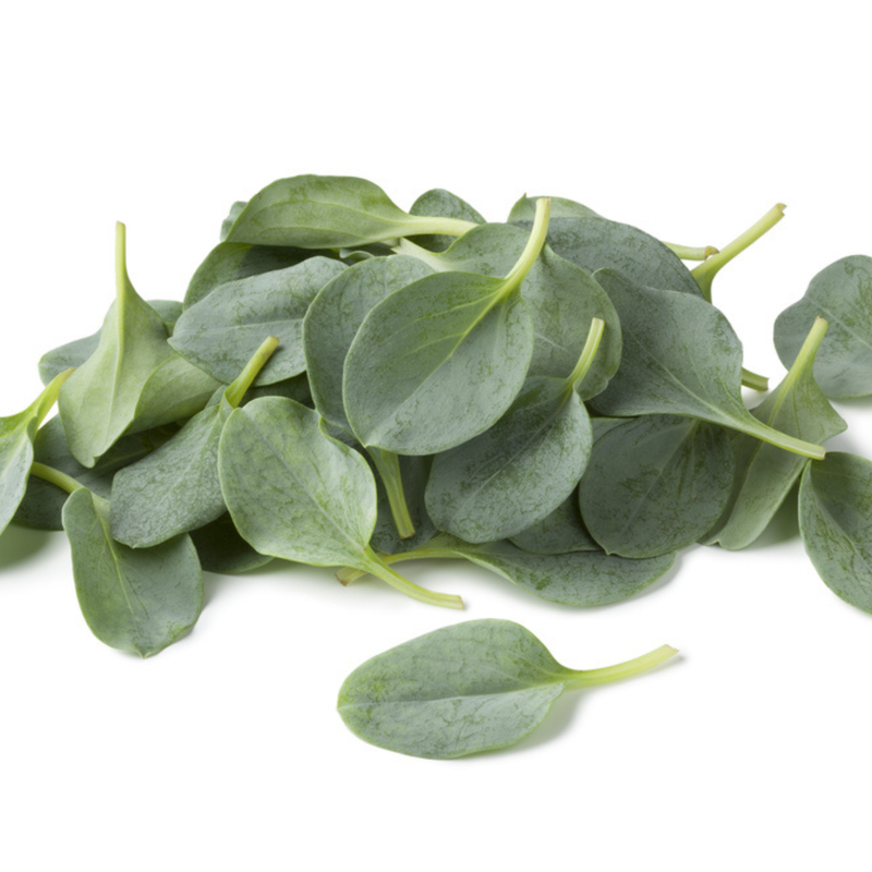 Oyster Leaf (Mertensia maritima) Seeds Seeds Piccolo Seeds