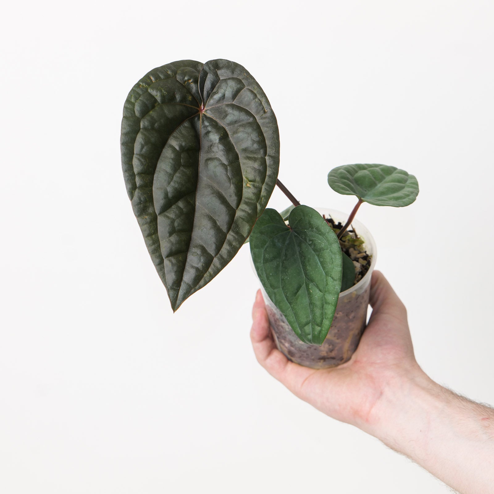 Anthurium RVDP x luxurians | Plants | GrowTropicals.com