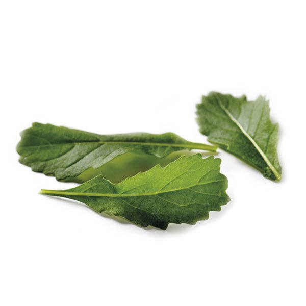 Wild Rocket 'Wildfire Wasabi' Seeds — Default Title