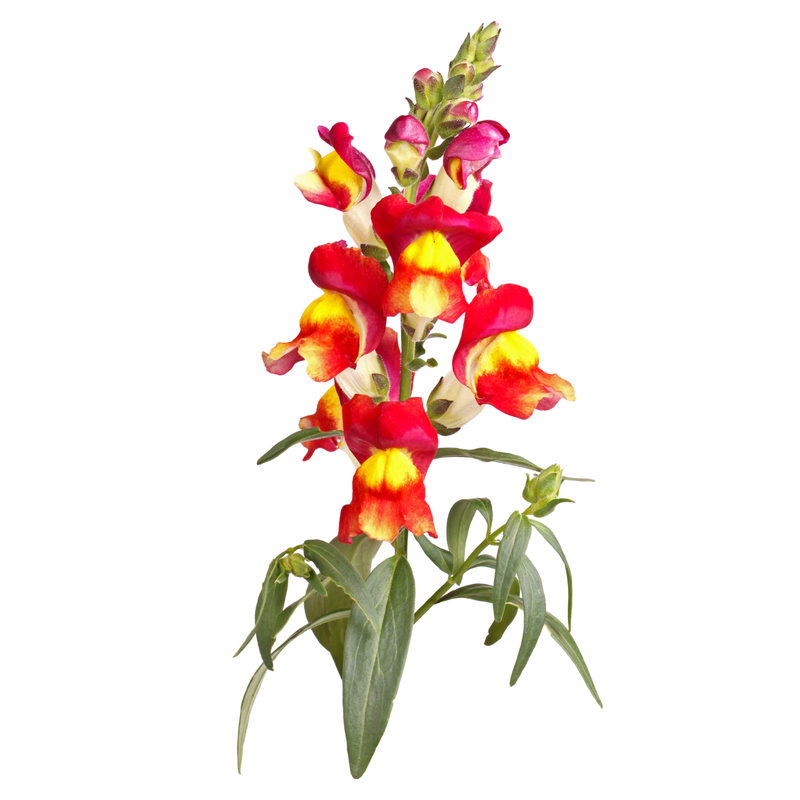 Snapdragon 'Brighton Rock' Seeds — Default Title