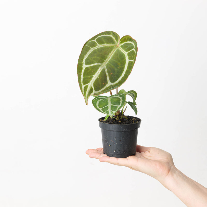 Anthurium crystallinum 'Special Select Forms' Plants GrowTropicals