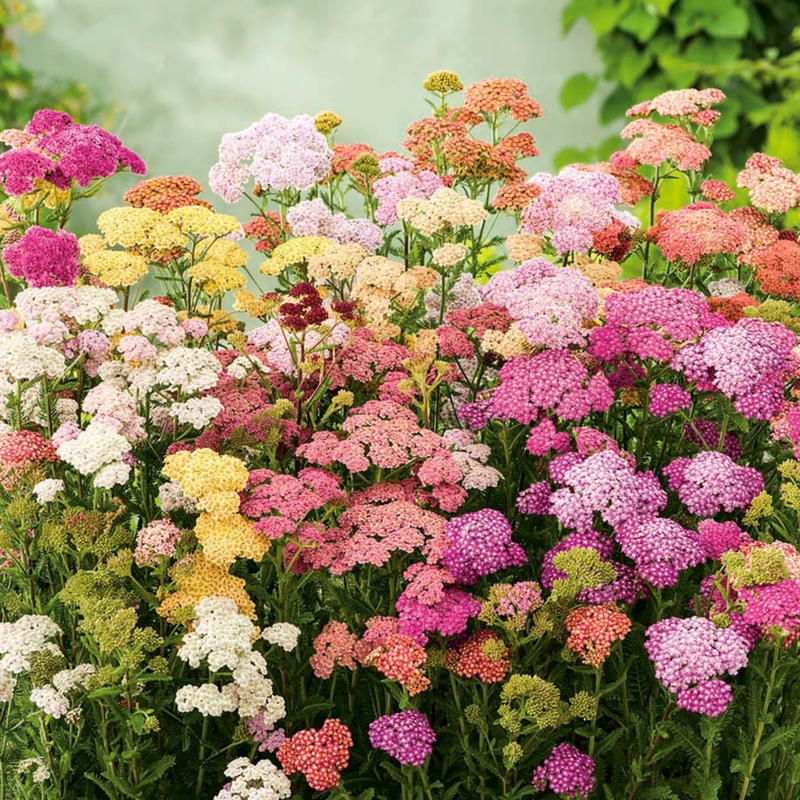 Yarrow 'Colorado Mix' Seeds — Default Title