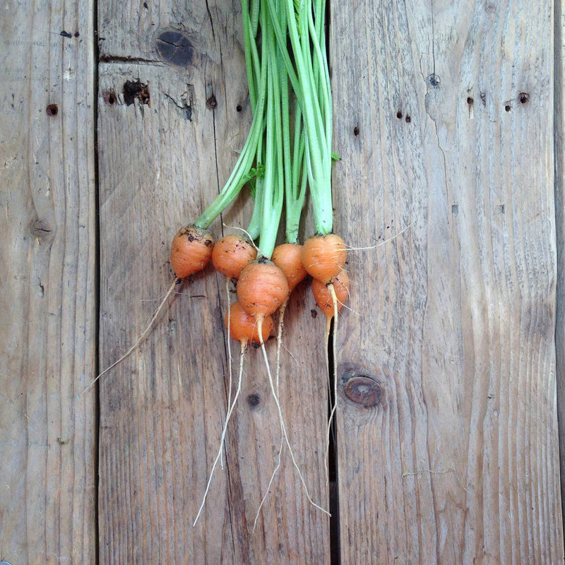 Carrot 'Paris Market' Seeds — Default Title