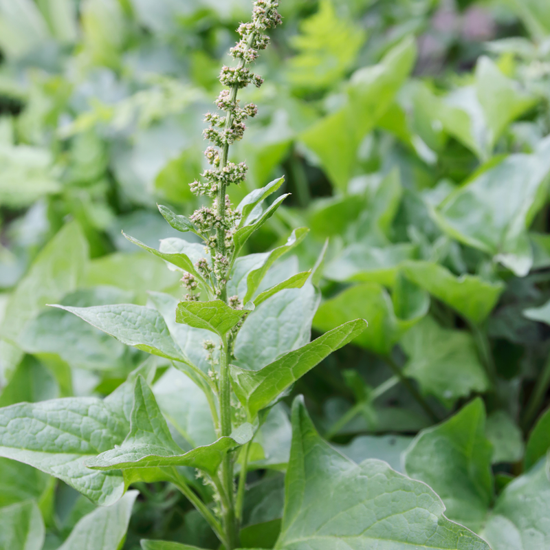 Foraging Wild Herbs Seed Collection Seeds Piccolo Seeds