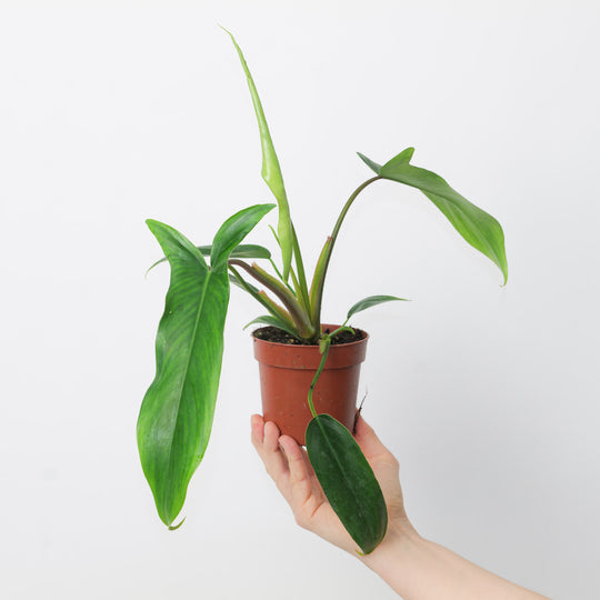 Philodendron 69686 10.5cm Plants GrowTropicals