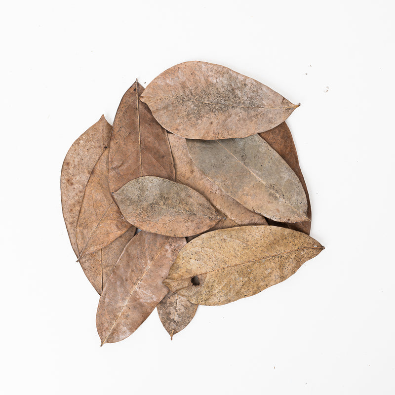 Soursop Leaves (10 Pack) Leaf Litter GrowTropicals