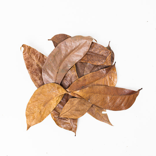 Mahogany Leaves (10 Pack) Leaf Litter GrowTropicals