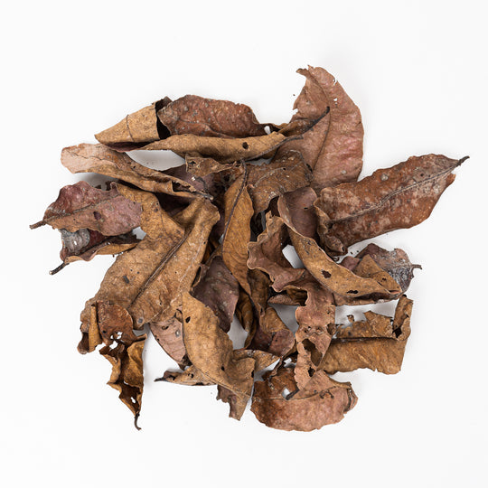 Kumbuk Terminalia Arjuna Leaves (20 Pack) Leaf Litter GrowTropicals