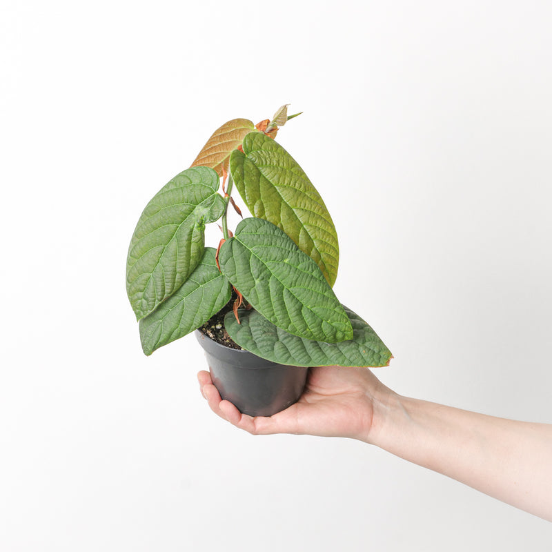 Ficus Villosa 12cm Plants GrowTropicals