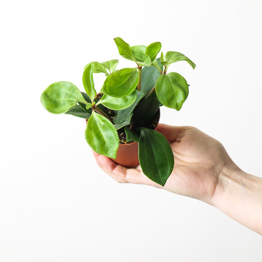 Peperomia pereskiifolia Plants GrowTropicals