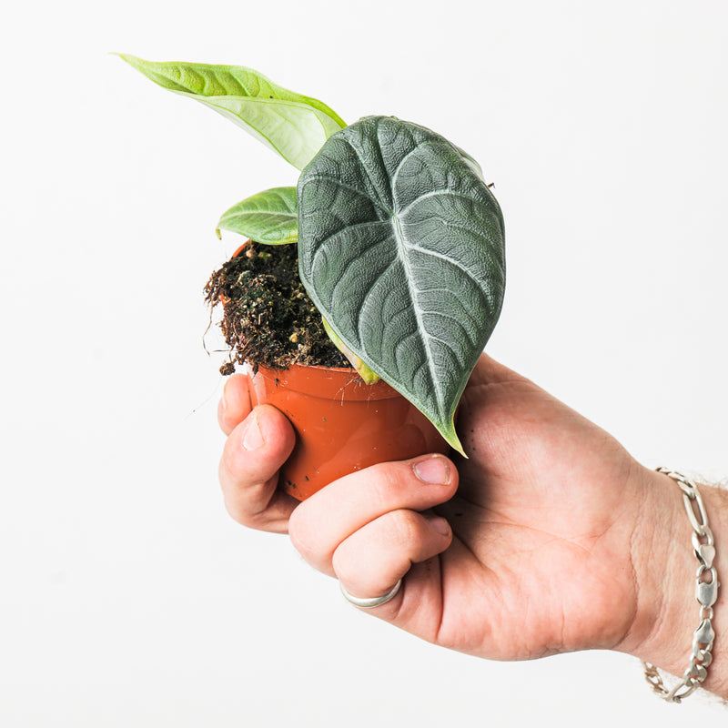 Alocasia 'Maharani' — 9cm
