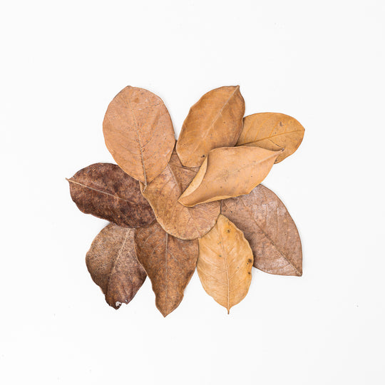 Jack Fruit Leaves (Small) (10 Pack) Leaf Litter GrowTropicals