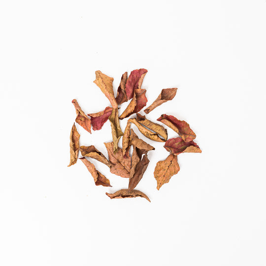 Veralu (Ceylon Olive) Leaves (20 Pack) Leaf Litter GrowTropicals