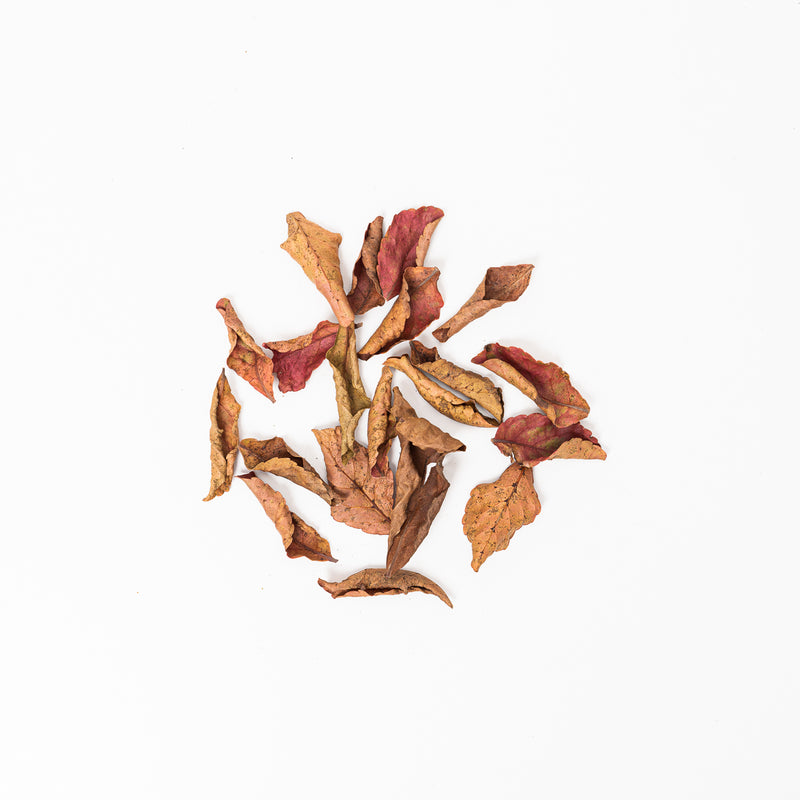Veralu (Ceylon Olive) Leaves (20 Pack) Leaf Litter GrowTropicals