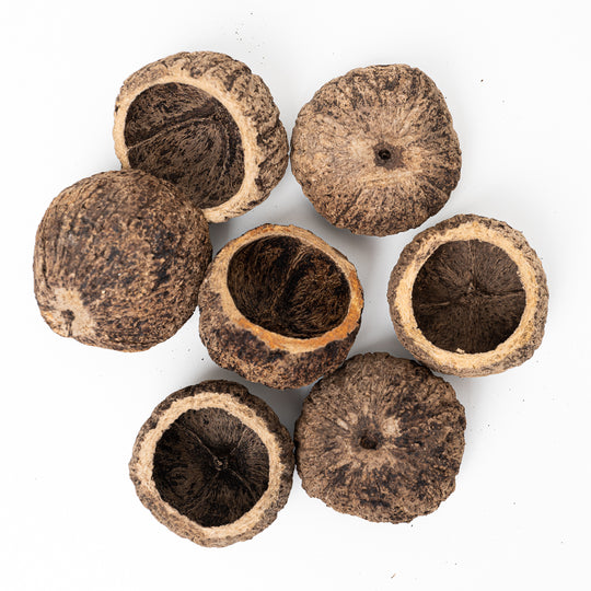 Ourico Nut Pod (8-10cm) Terrarium Decor GrowTropicals
