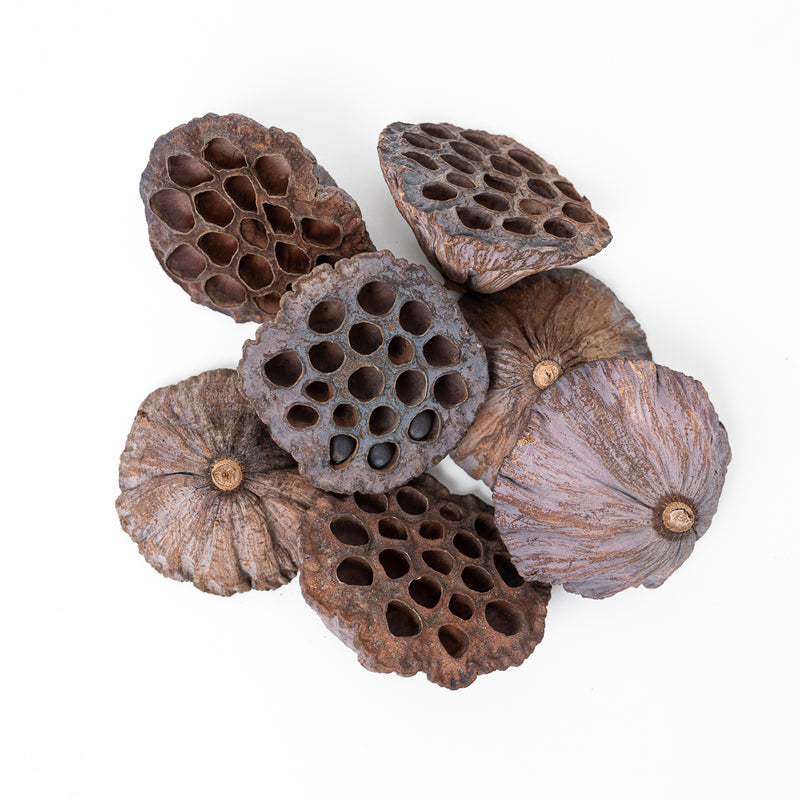 Lotus Heads 9-11cm Terrarium Decor GrowTropicals
