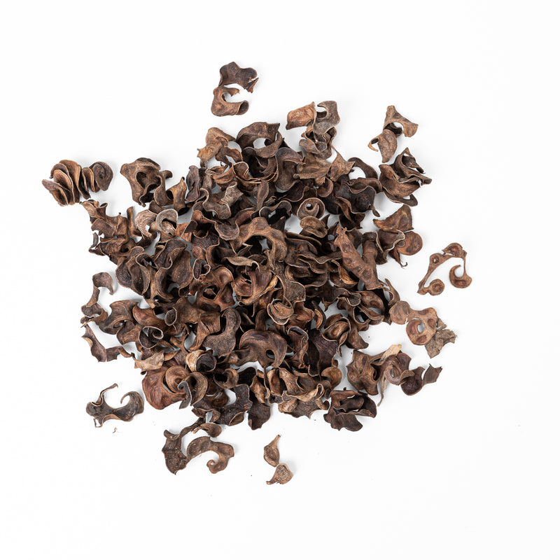 Curly Pods (30g) Terrarium Decor GrowTropicals