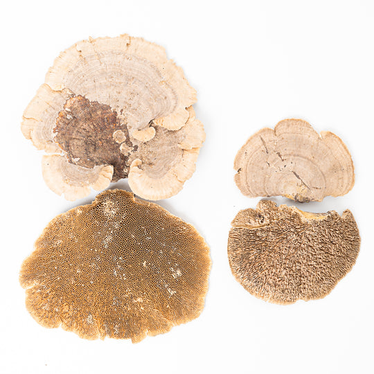 Sponge Mushroom (100g) Terrarium Decor GrowTropicals
