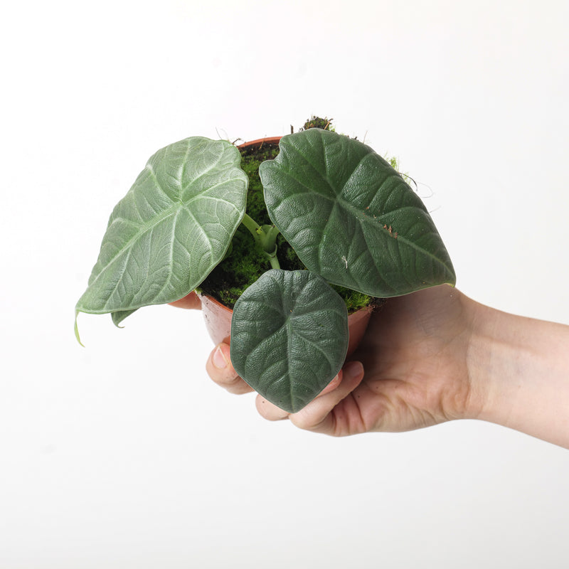 Alocasia 'Dragon Moon' Plants GrowTropicals